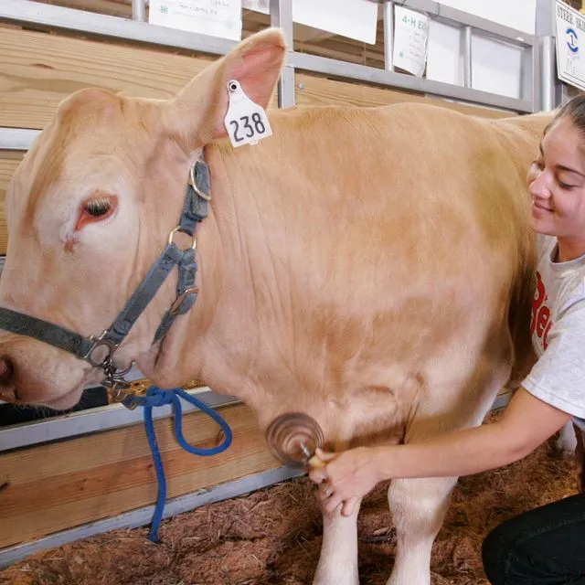 thumbnail for publication: Biosecurity Plan Template for Livestock Exhibitions